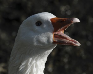 Ganso doméstico, oca/Domestic geese Anser anser domesticus