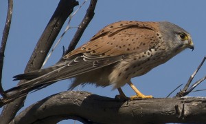 Cernícalo vulgar/Common kestrel (Falco tinnunculus)