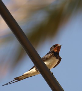 Golondrina común/Barn swallow (Hirundo rustica)