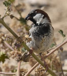 Gorrión común/House sparrow Passer domesticus