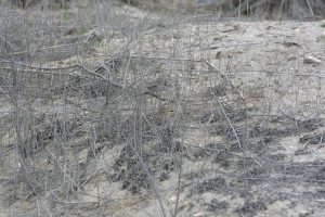 Alcaraván común/Stone-curlew Burhinus oedicnemus