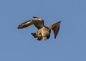 Cernícalo vulgar/Common kestrel Falco tinnunculus