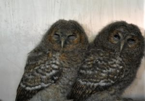 Cárabo/Tawny owl Strix aluco