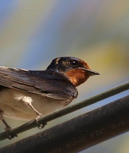Golondrina común/Barn swallow Hirundo rustica