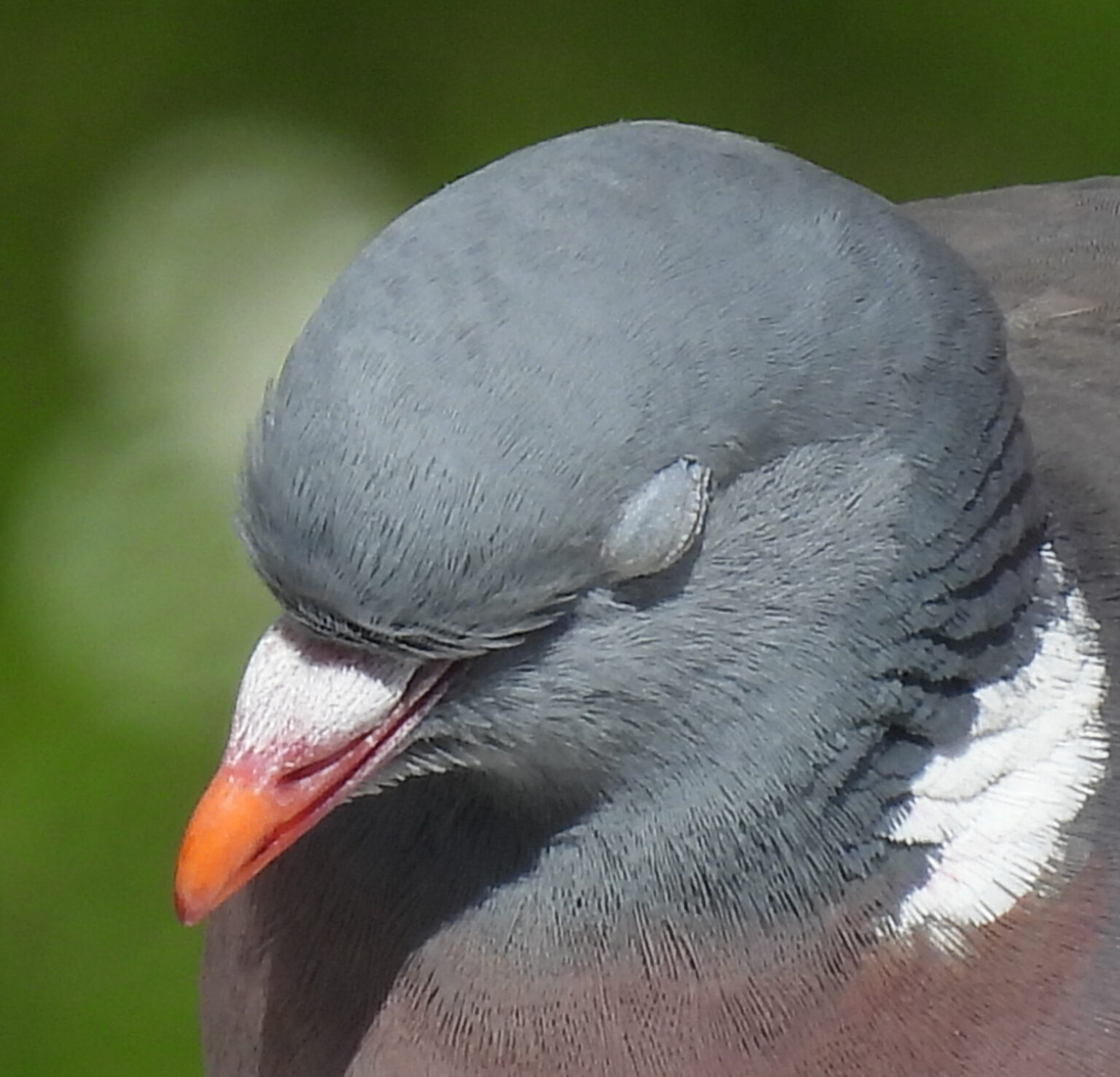 La vista de las aves | sobreaves.com